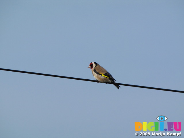 SX05892 Goldfinch on wire (Carduelis carduelis)